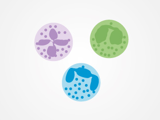 Granulocytes