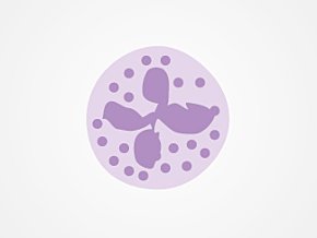 Neutrophils