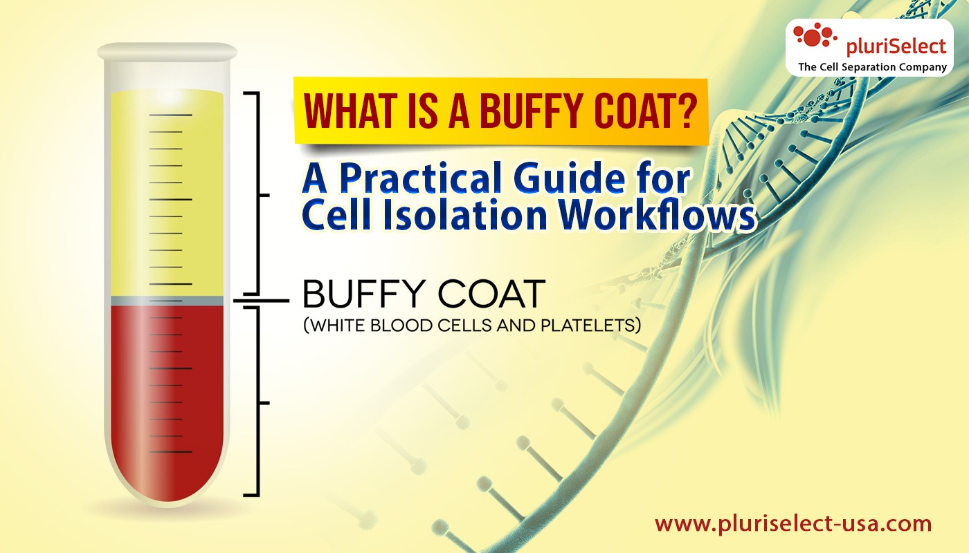 What Is a Buffy Coat? A Practical Guide for Cell Isolation Workflows