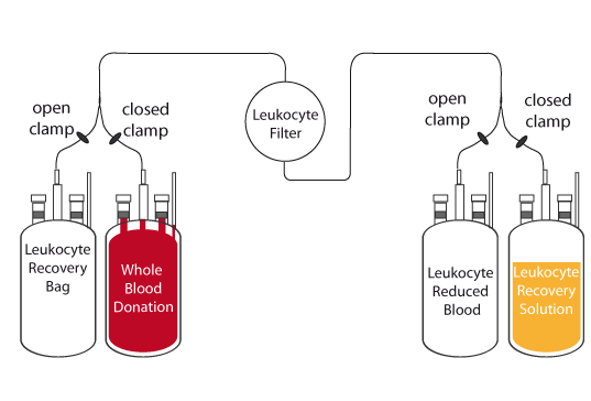 buffy coat from leukocyte filter