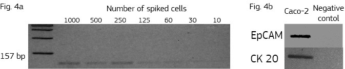 Sensitivity of PCR method for the detection of K-ras protoncogene in known number of spiking Caco-2 cells
