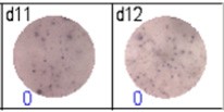 elispot analysis