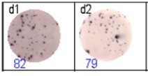 elispot analysis