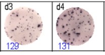 elispot analysis