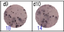 elispot analysis
