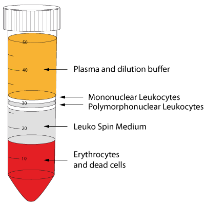After density gradient centrifugation with Leuko Spin Medium